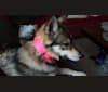Ahyoka a dog tested with EmbarkVet.com