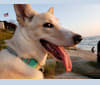 Luna, a German Shepherd Dog and Great Pyrenees mix tested with EmbarkVet.com