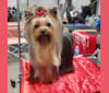 Lucifer, a Yorkshire Terrier tested with EmbarkVet.com