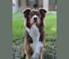 Bruce, an Australian Shepherd Group tested with EmbarkVet.com