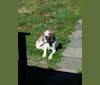 Lucky, a Treeing Walker Coonhound tested with EmbarkVet.com