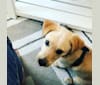 Riley, a Labrador Retriever and Lhasa Apso mix tested with EmbarkVet.com
