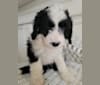George, a Bernedoodle tested with EmbarkVet.com