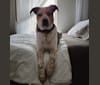 Photo of Tchoupitoulas (Chop), a Beagle, German Shepherd Dog, Australian Cattle Dog, Treeing Walker Coonhound, and American Pit Bull Terrier mix in Kentucky, USA