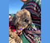 Josie, a Chihuahua and Pomeranian mix tested with EmbarkVet.com