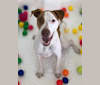 Photo of Cupid, an American Pit Bull Terrier, Great Pyrenees, and Mixed mix in Tomball, Texas, USA