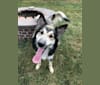 Doobie, a German Shepherd Dog and Collie mix tested with EmbarkVet.com