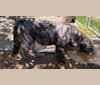 susu, a German Shepherd Dog and Alaskan Malamute mix tested with EmbarkVet.com