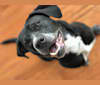 Oskar, a Labrador Retriever and American Bulldog mix tested with EmbarkVet.com