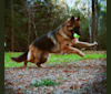 Bergen, a German Shepherd Dog tested with EmbarkVet.com