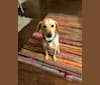 Barry, a Miniature Schnauzer and Rat Terrier mix tested with EmbarkVet.com