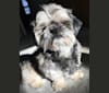 Photo of Tobi, a Shih Tzu, Pekingese, and Yorkshire Terrier mix in Lusby, Maryland, USA