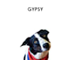 Gypsy, a Border Collie tested with EmbarkVet.com