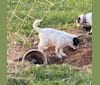 Photo of Sherlock Bones, an Australian Cattle Dog, Poodle (Standard), and Old English Sheepdog mix in Reva, VA, USA
