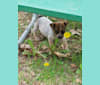 Tulsa Bleu, an Australian Cattle Dog and American Pit Bull Terrier mix tested with EmbarkVet.com