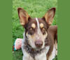 Don Julio, a German Shepherd Dog and Labrador Retriever mix tested with EmbarkVet.com