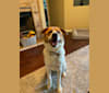 Oakley, a Great Pyrenees and German Shepherd Dog mix tested with EmbarkVet.com