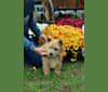 Lucy, a Norwich Terrier tested with EmbarkVet.com