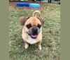 Dexter, a Pug and Chihuahua mix tested with EmbarkVet.com