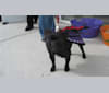 Gretta, a French Bulldog tested with EmbarkVet.com