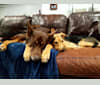 Macy, a German Shepherd Dog and Doberman Pinscher mix tested with EmbarkVet.com