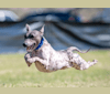 Rawhide, an American Hairless Terrier tested with EmbarkVet.com