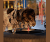 Hermes, an Australian Cattle Dog and Maremma Sheepdog mix tested with EmbarkVet.com