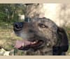 Emrys, an Eastern European Village Dog tested with EmbarkVet.com