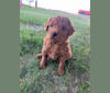 Gray Collar, a Goldendoodle tested with EmbarkVet.com