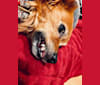 Tovi, a Pug and Chihuahua mix tested with EmbarkVet.com