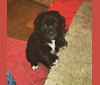 Finley Coleslaw, a Labrador Retriever and Chow Chow mix tested with EmbarkVet.com