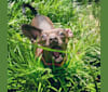 Lacey, a Miniature Pinscher and Rat Terrier mix tested with EmbarkVet.com