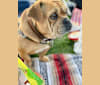Tatusia, a French Bulldog and Bulldog mix tested with EmbarkVet.com