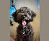 Maxwell, a Poodle (Small) and Maltese mix tested with EmbarkVet.com