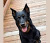 My Main Squeeze du Chateau Rocher “Mango”, a Beauceron tested with EmbarkVet.com