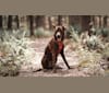 Photo of Ollie, an American Pit Bull Terrier, Beagle, Labrador Retriever, and Australian Shepherd mix in Jackson, MS, USA