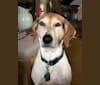 Photo of Josie, a Treeing Walker Coonhound, Llewellin Setter, and Chow Chow mix in Kentucky, USA