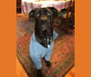 Rigby, a Cane Corso and Rottweiler mix tested with EmbarkVet.com