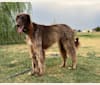 Photo of Rigel, a Saluki, Poodle (Standard), Greyhound, and Afghan Hound mix in Royse City, Texas, USA