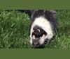 Addy, an Alaskan Malamute and Siberian Husky mix tested with EmbarkVet.com