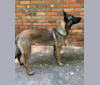 RedRocks Peaceful Easy Feeling (Milo), a Belgian Shepherd tested with EmbarkVet.com