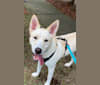 Luna, a Siberian Husky and American Staffordshire Terrier mix tested with EmbarkVet.com