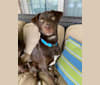 Milo, a Mountain Cur and Russell-type Terrier mix tested with EmbarkVet.com