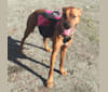 Lexi, a Boxer and Rottweiler mix tested with EmbarkVet.com