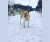 Waggs, a German Shepherd Dog and Labrador Retriever mix tested with EmbarkVet.com