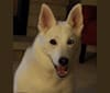 Samantha, a Siberian Husky and German Shepherd Dog mix tested with EmbarkVet.com