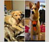 Winnie, a German Shepherd Dog and Siberian Husky mix tested with EmbarkVet.com
