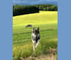 Akai a dog tested with EmbarkVet.com