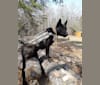 Karma-Sturmhaus's Odin, a Dutch Shepherd and German Shepherd Dog mix tested with EmbarkVet.com