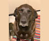 Bunk, a Treeing Walker Coonhound and Labrador Retriever mix tested with EmbarkVet.com